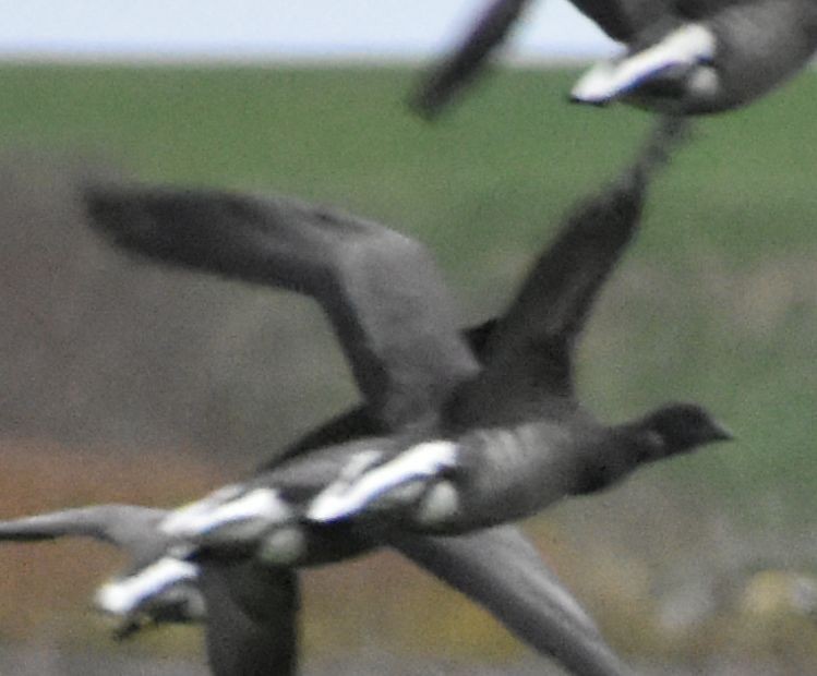 Brant - ML645832526