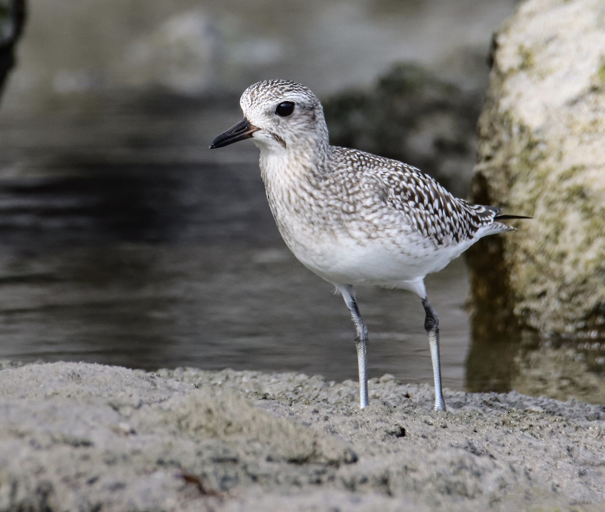 Black-bellied Plover - ML645832530