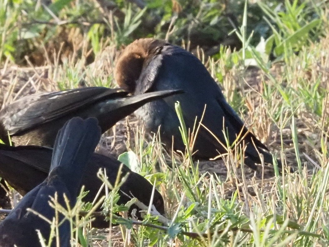 Brown-headed Cowbird - ML645832531
