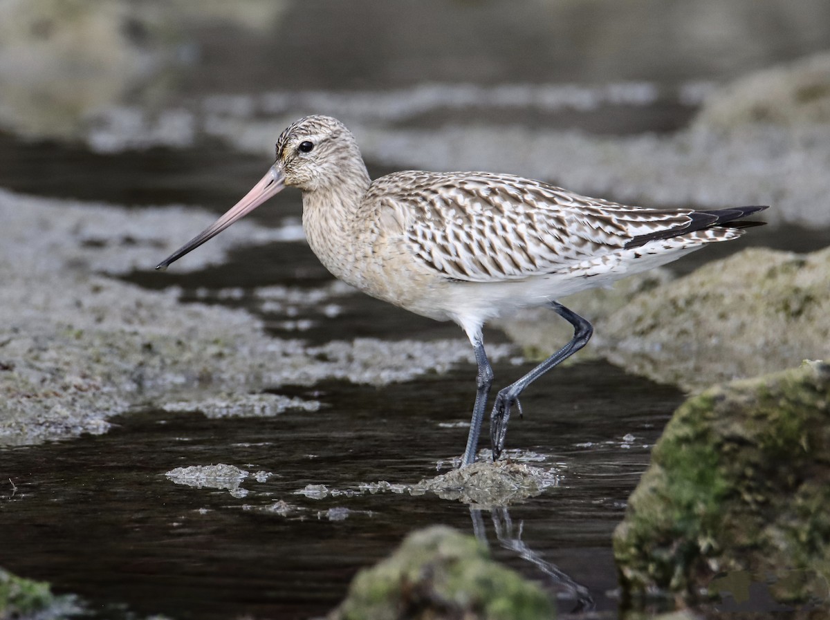 Bar-tailed Godwit - ML645832536