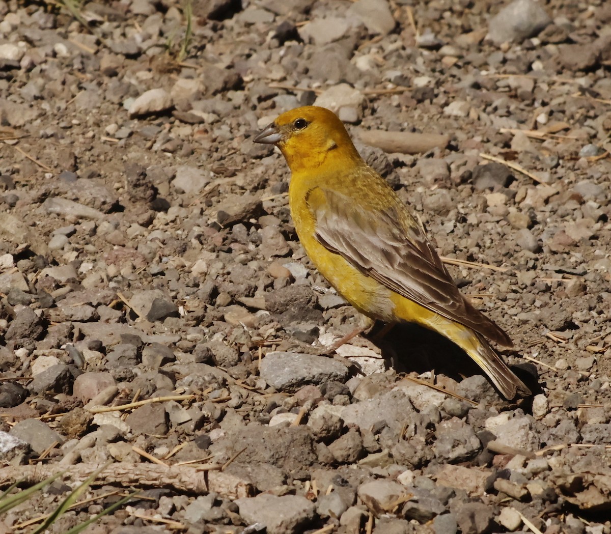 Greater Yellow-Finch - ML645832541