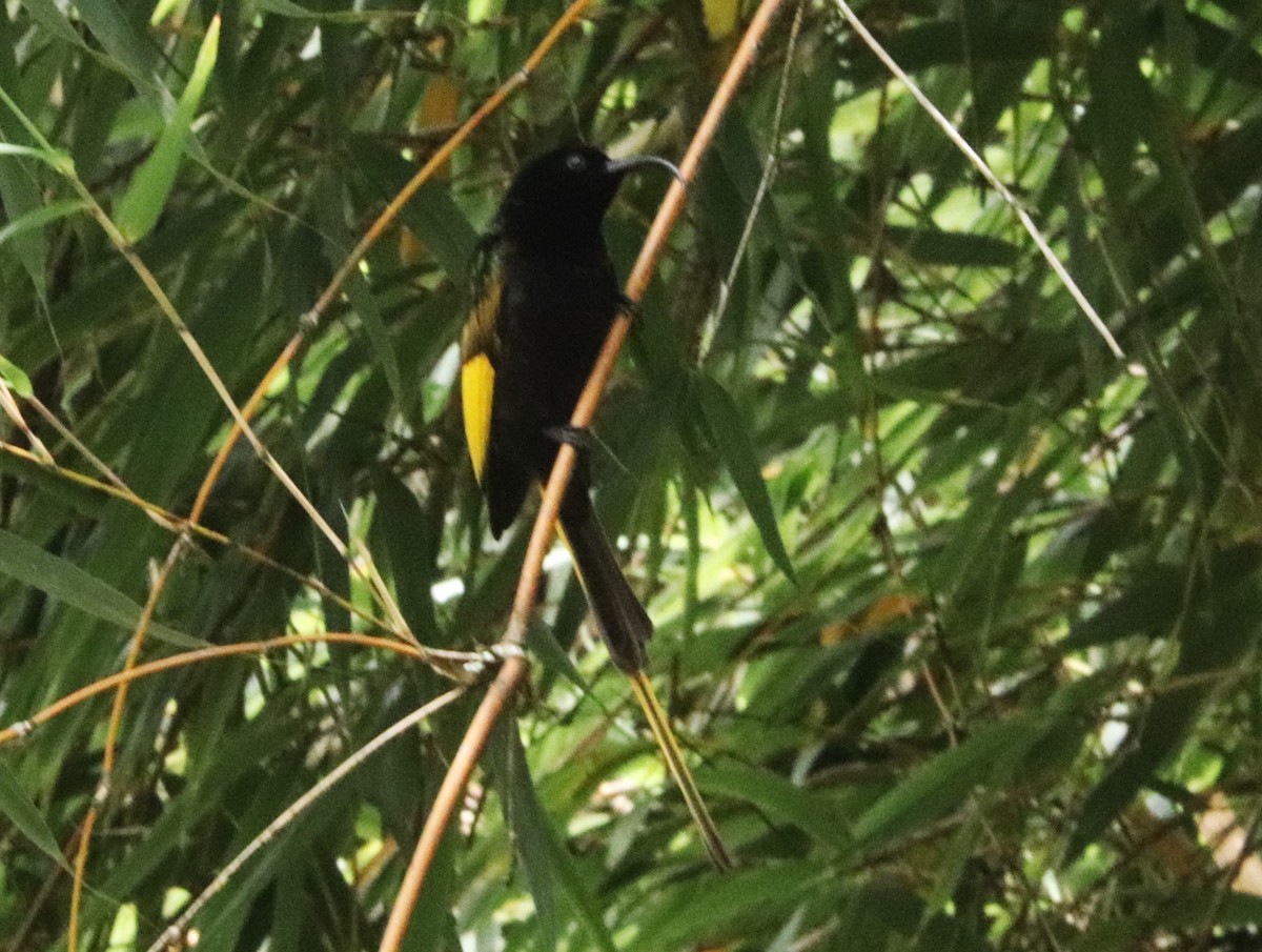 strdimil zlatokřídlý - ML645832543