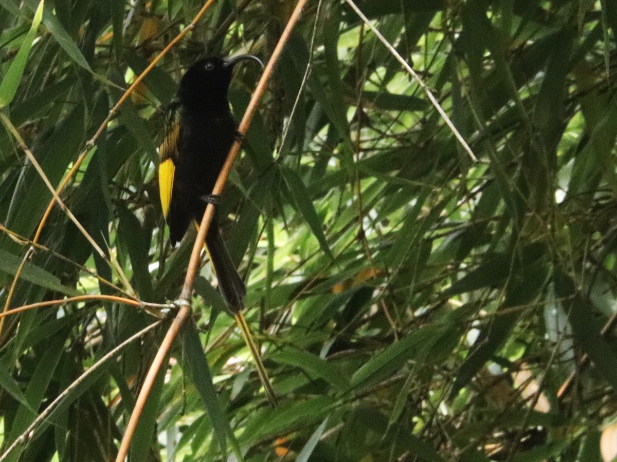 strdimil zlatokřídlý - ML645832544