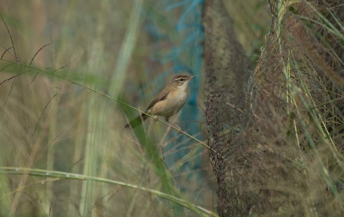 Paddyfield Warbler - ML645832551