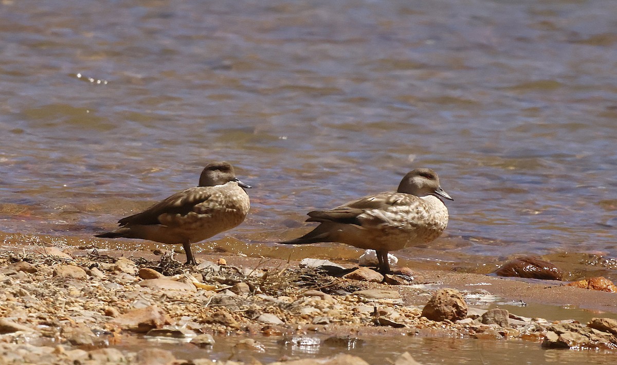 Crested Duck - ML645832584