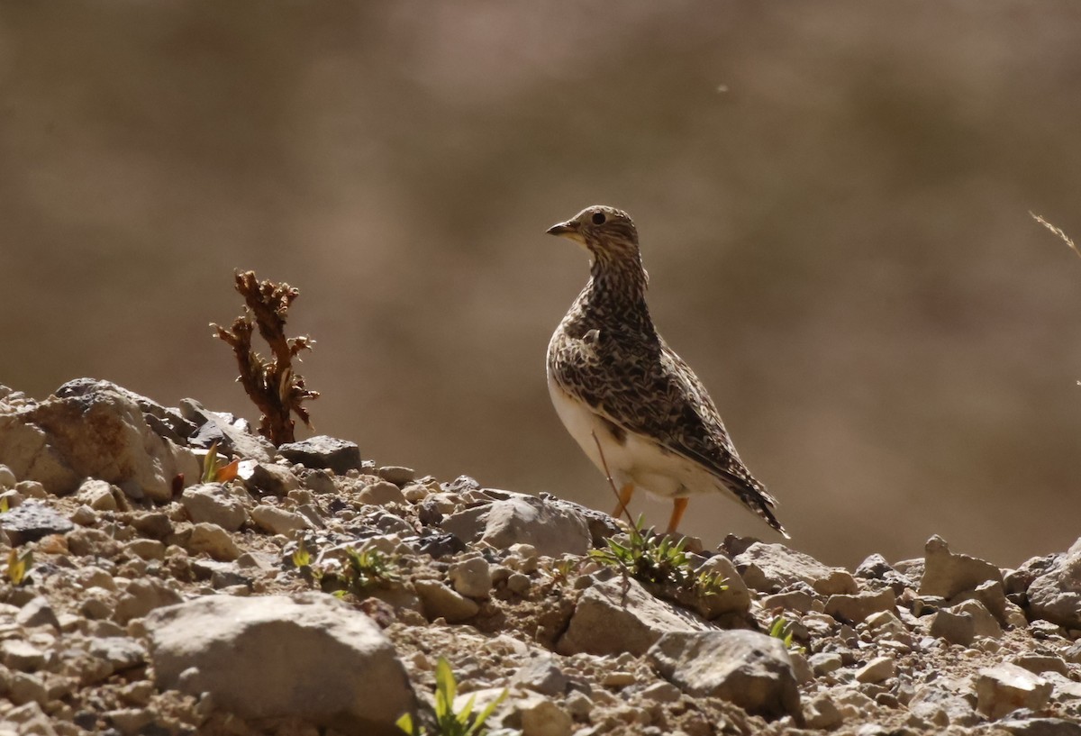 Gray-breasted Seedsnipe - ML645832587