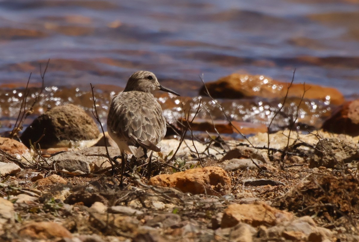 Baird's Sandpiper - ML645832592