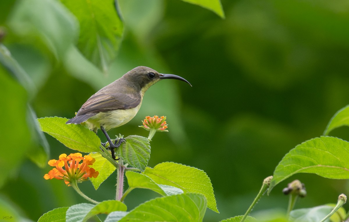 Ornate Sunbird - ML645832600