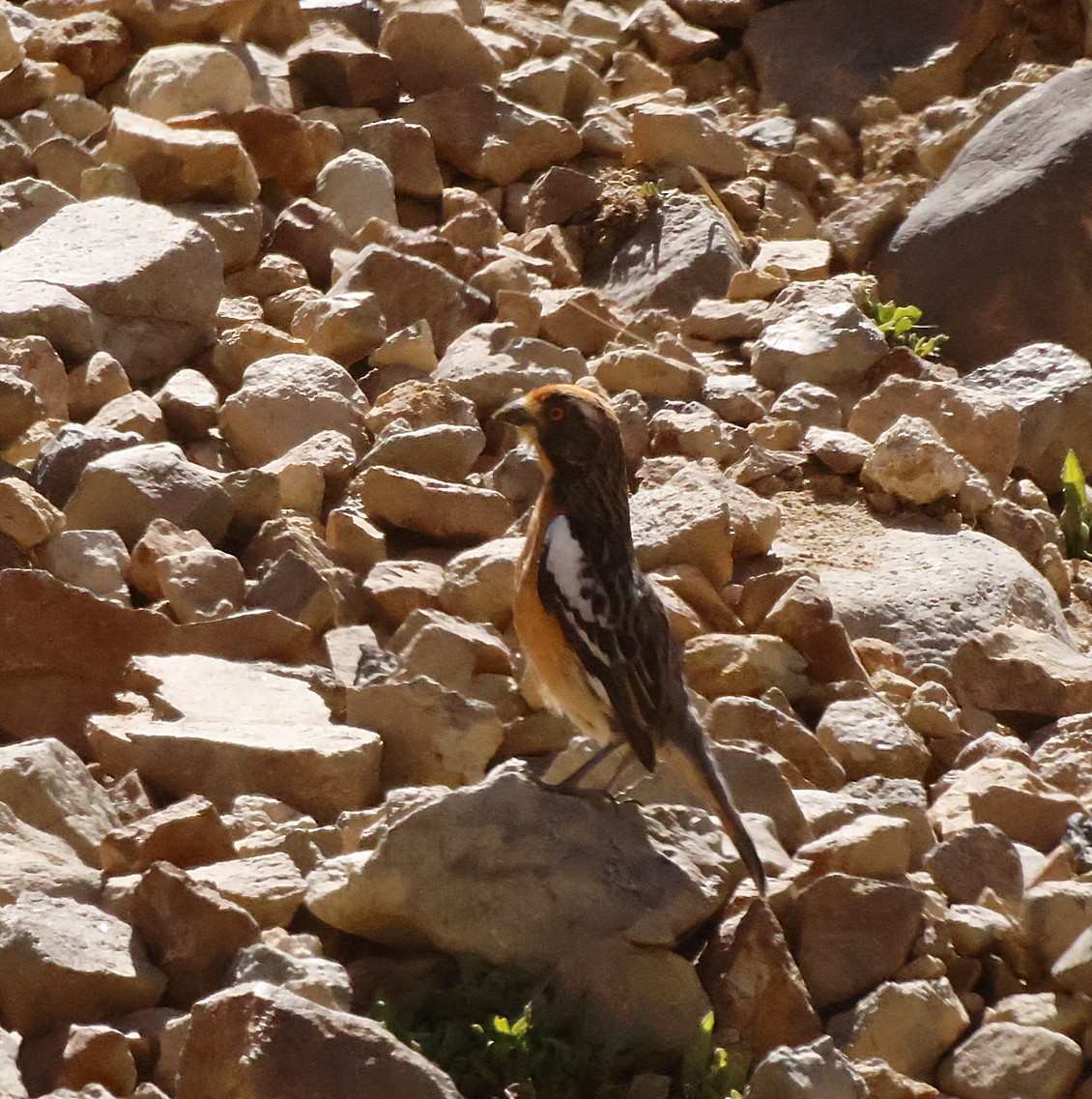 Rufous-tailed Plantcutter - ML645832604