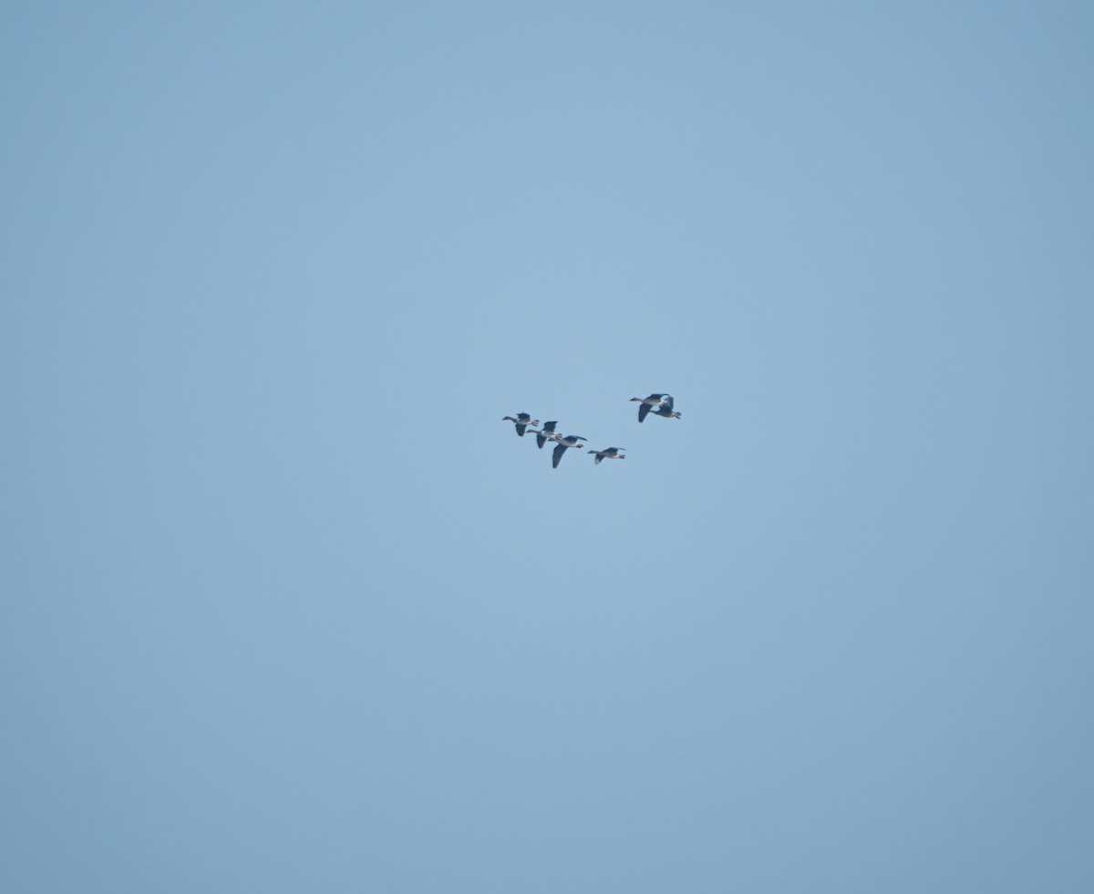 Гуска сіра - ML645832607