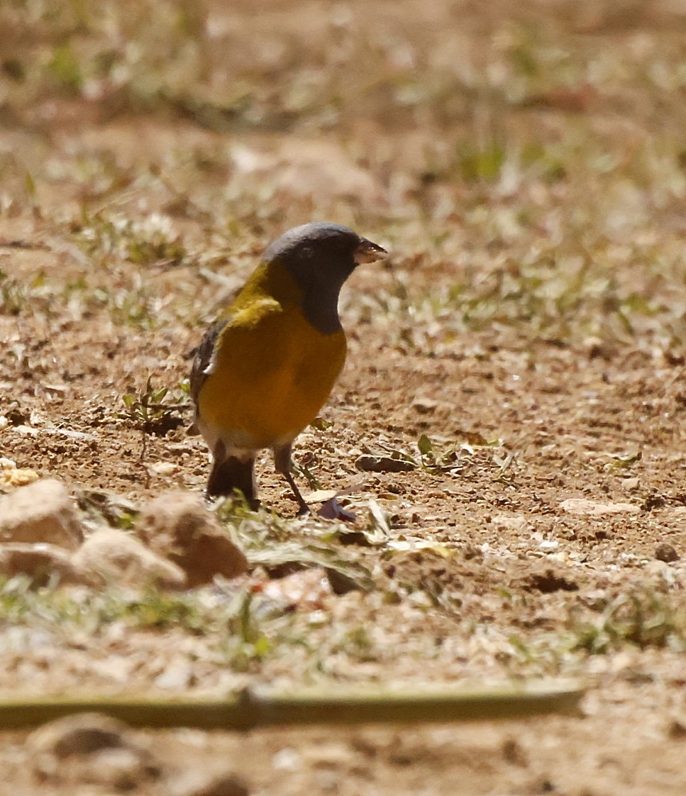 Gray-hooded Sierra Finch - ML645832615