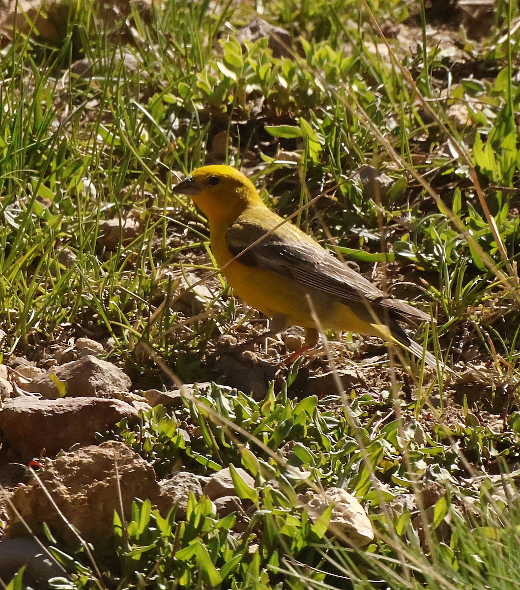 Greater Yellow-Finch - ML645832621