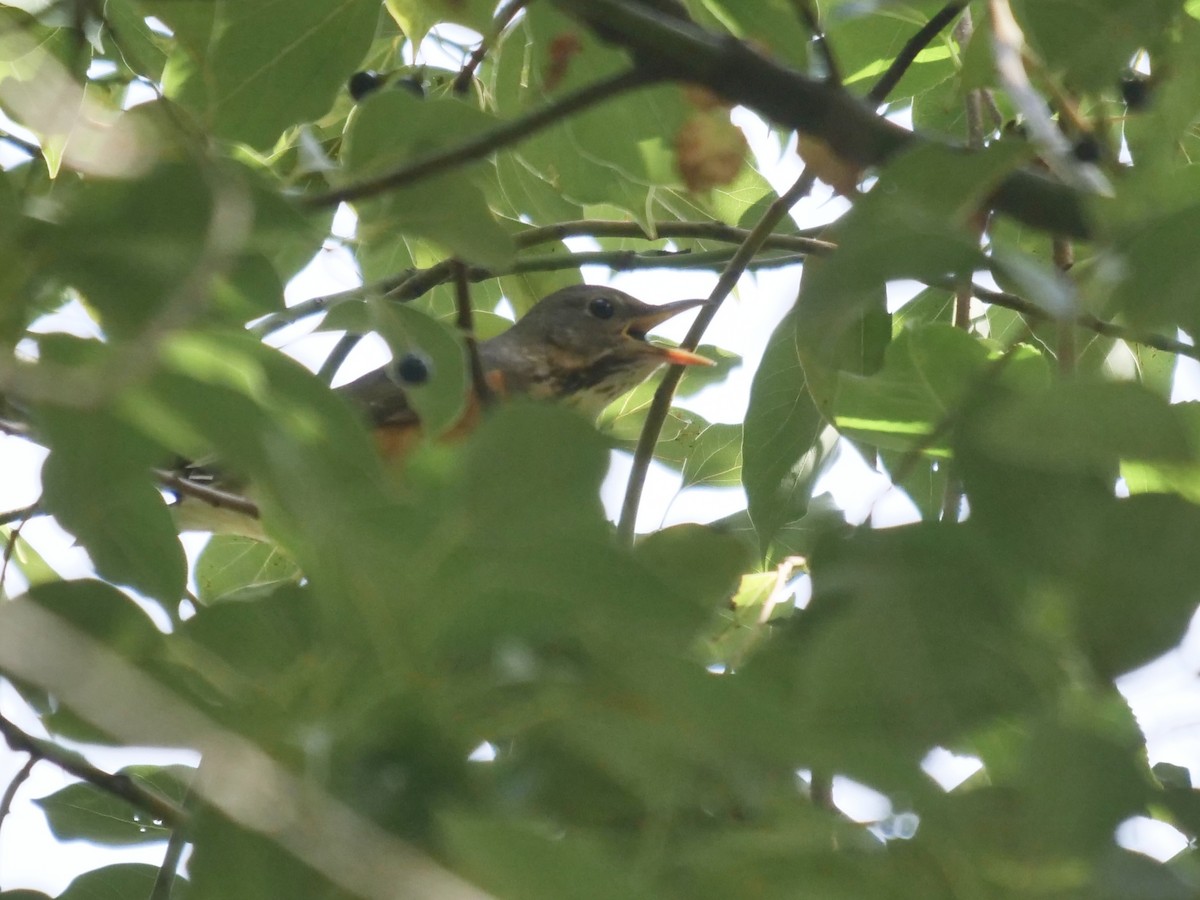 Gray-backed Thrush - ML645832628