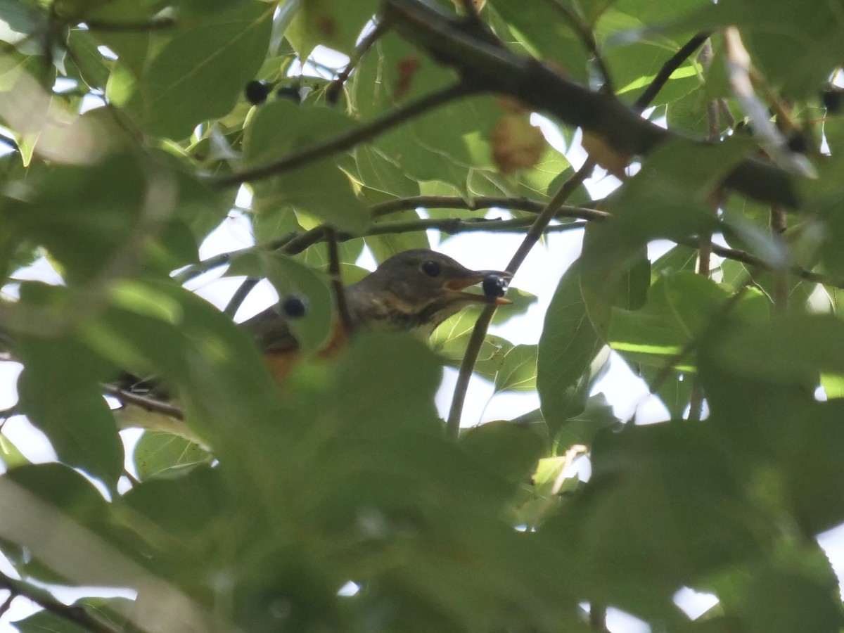 Gray-backed Thrush - ML645832629