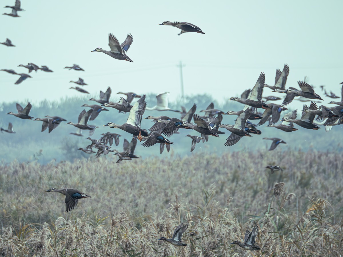 Eastern Spot-billed Duck - ML645832631