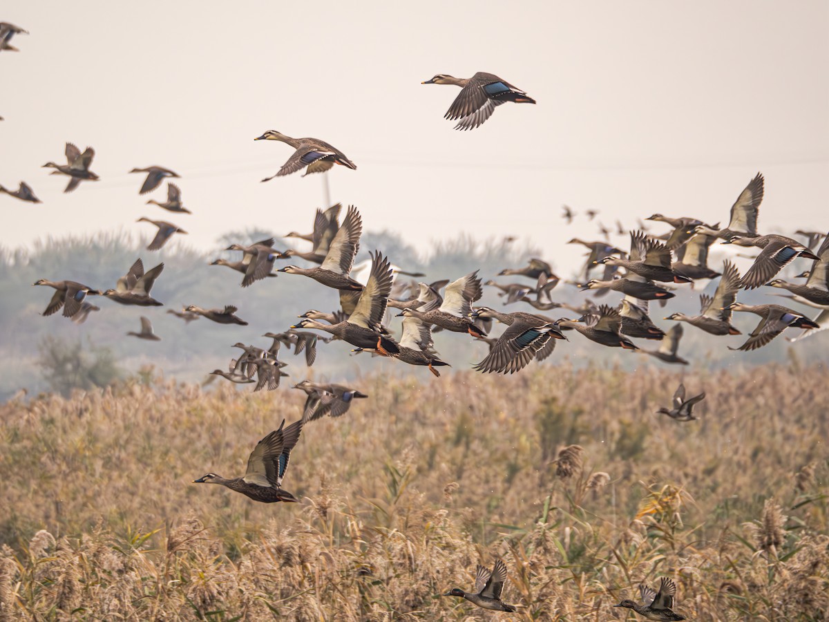 Eastern Spot-billed Duck - ML645832637