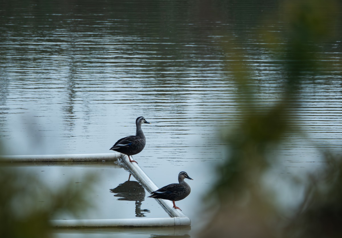 Eastern Spot-billed Duck - ML645832643