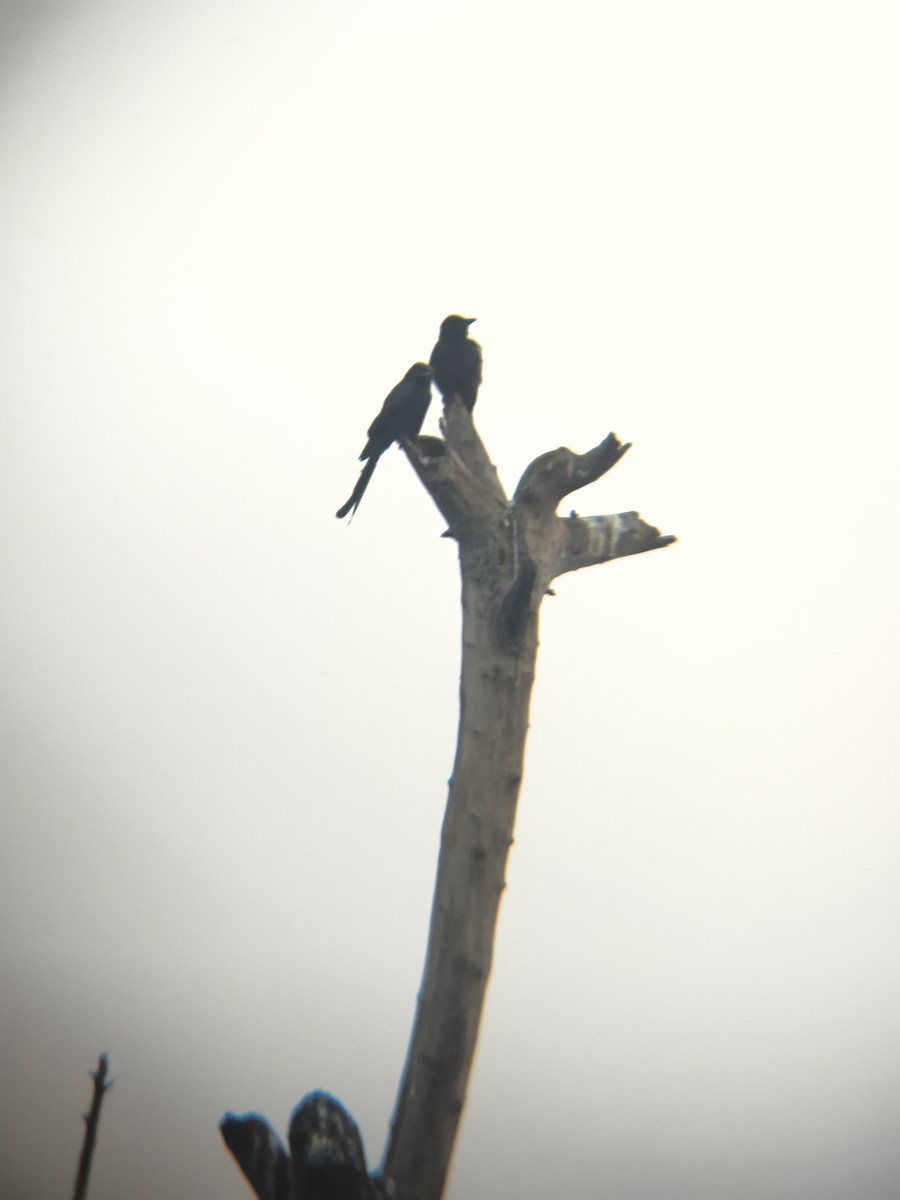 Black Drongo - ML645832646