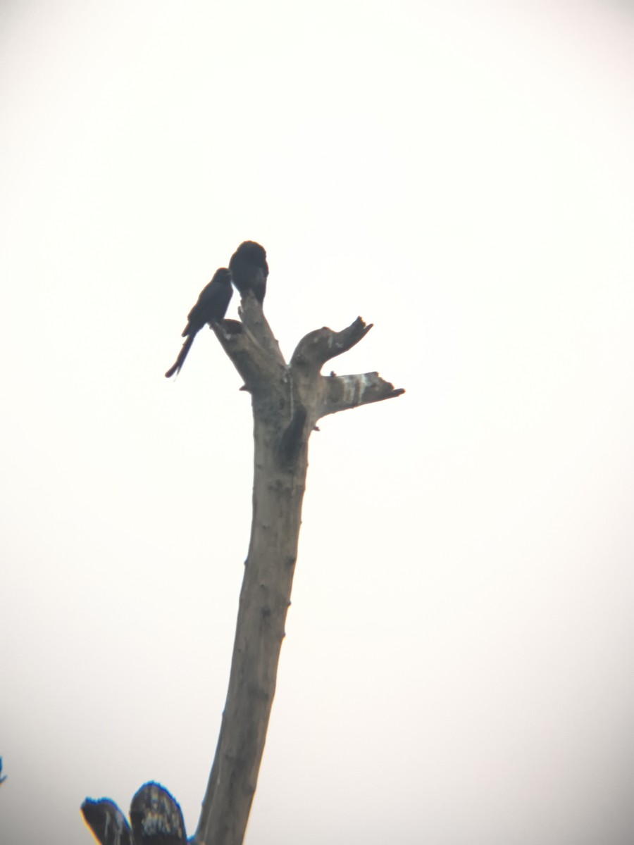 Black Drongo - ML645832647