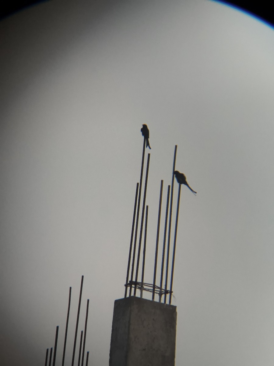 Black Drongo - ML645832648