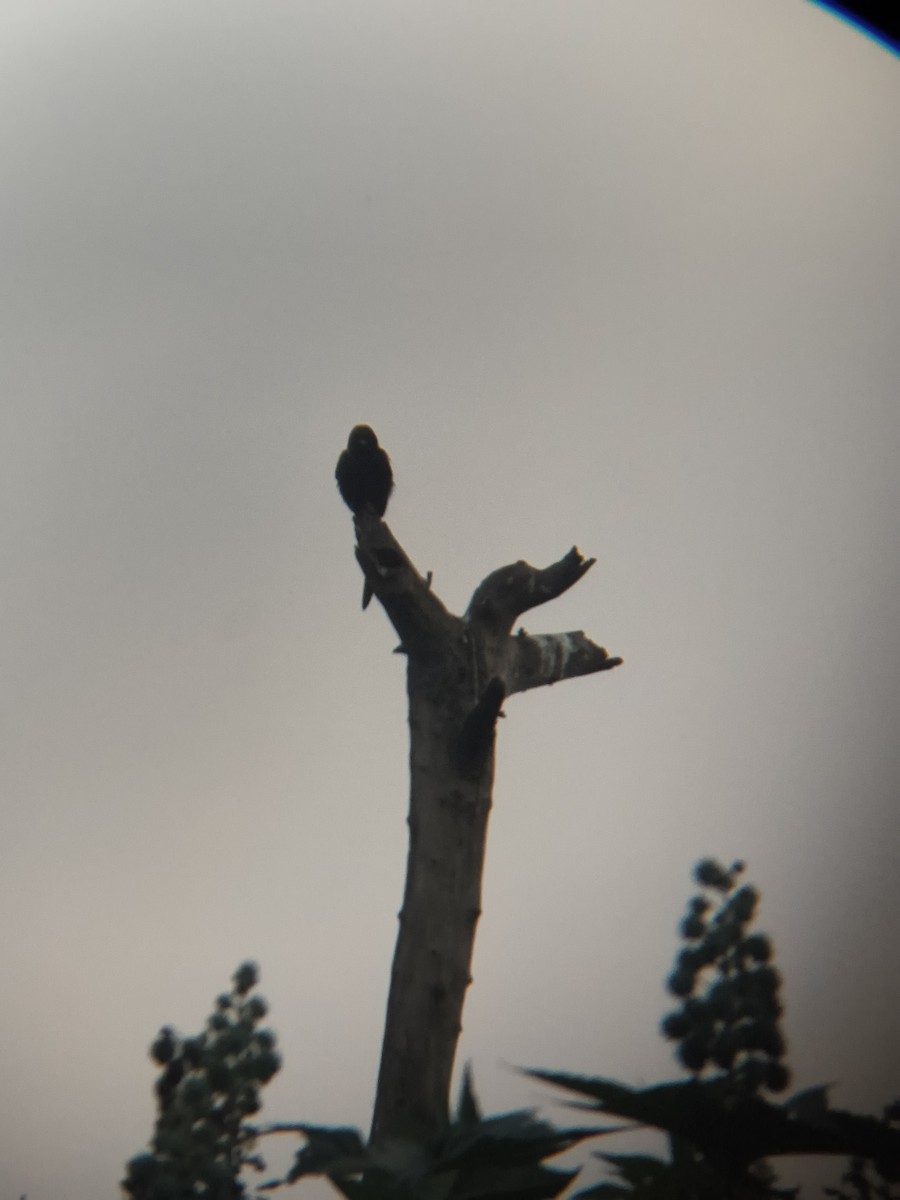 Black Drongo - ML645832649