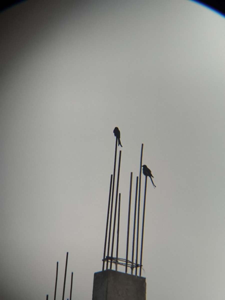 Black Drongo - ML645832650