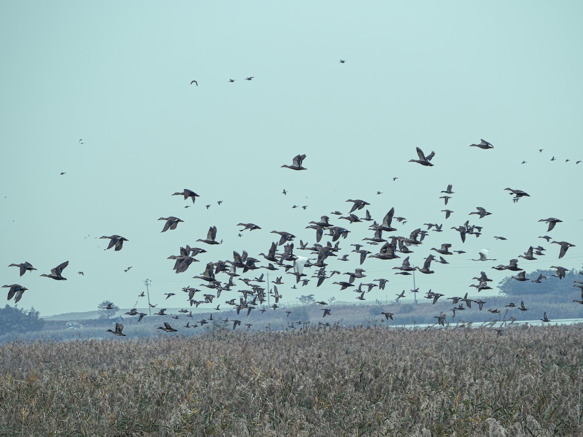 China-Fleckschnabelente - ML645832651