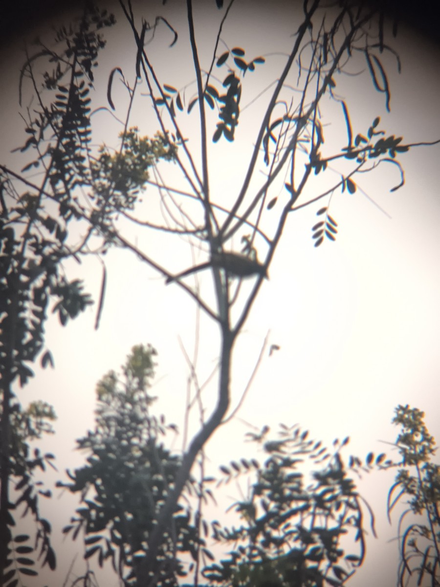 Rufous Treepie - ML645832652