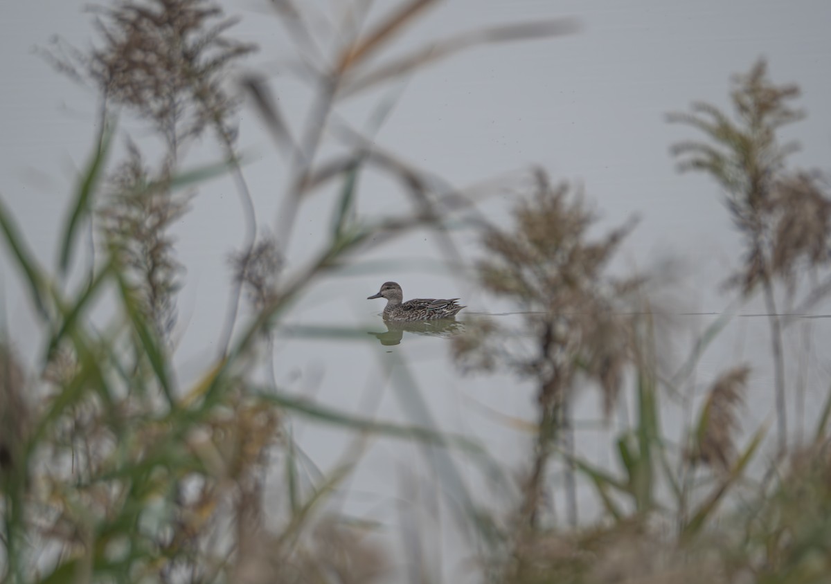 Green-winged Teal - ML645832653