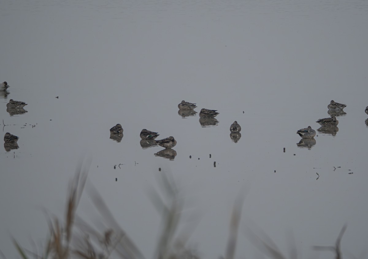 Green-winged Teal - ML645832658