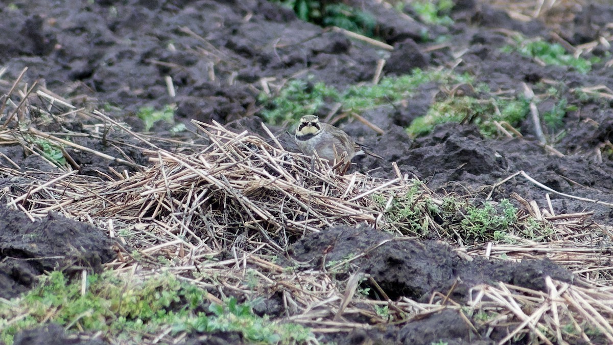 Horned Lark - ML645832659