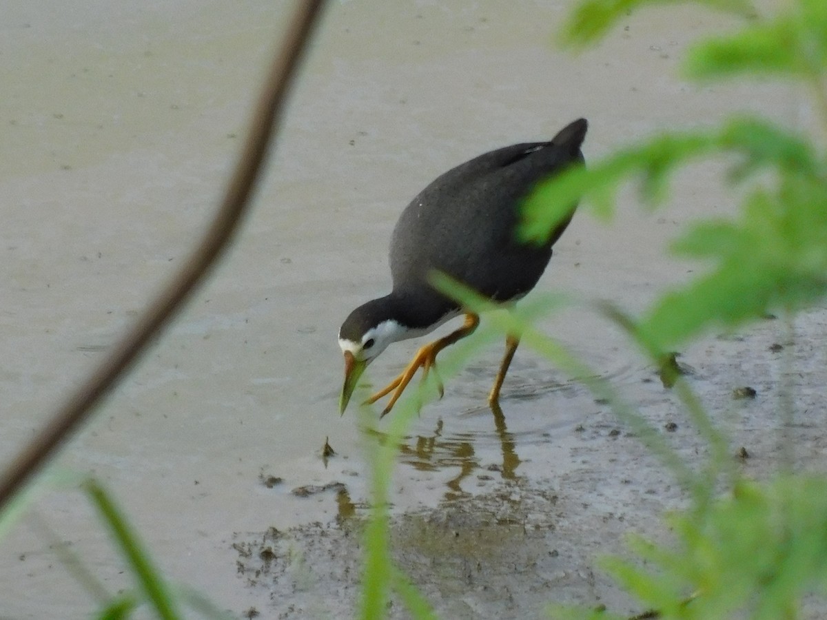 White-breasted Waterhen - ML645832660