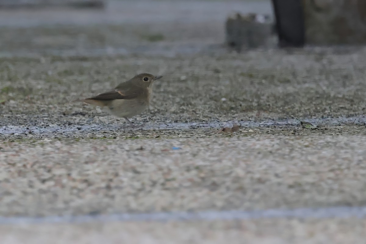 黃眉黃鶲 - ML645832661