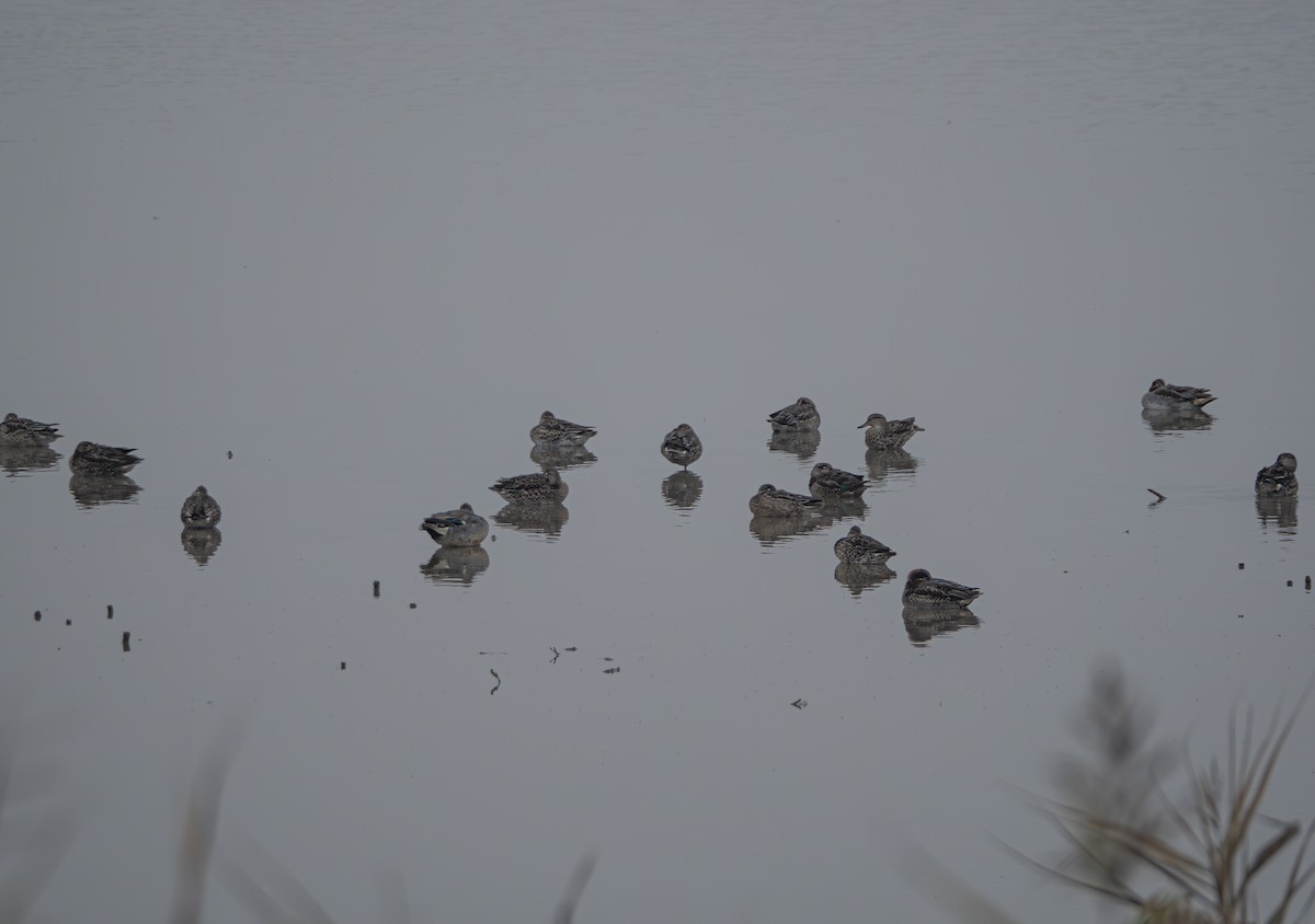 Green-winged Teal - ML645832664