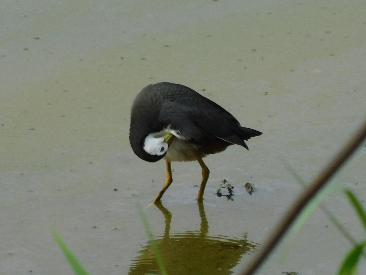 White-breasted Waterhen - ML645832665