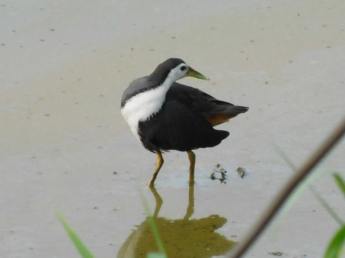 White-breasted Waterhen - ML645832669