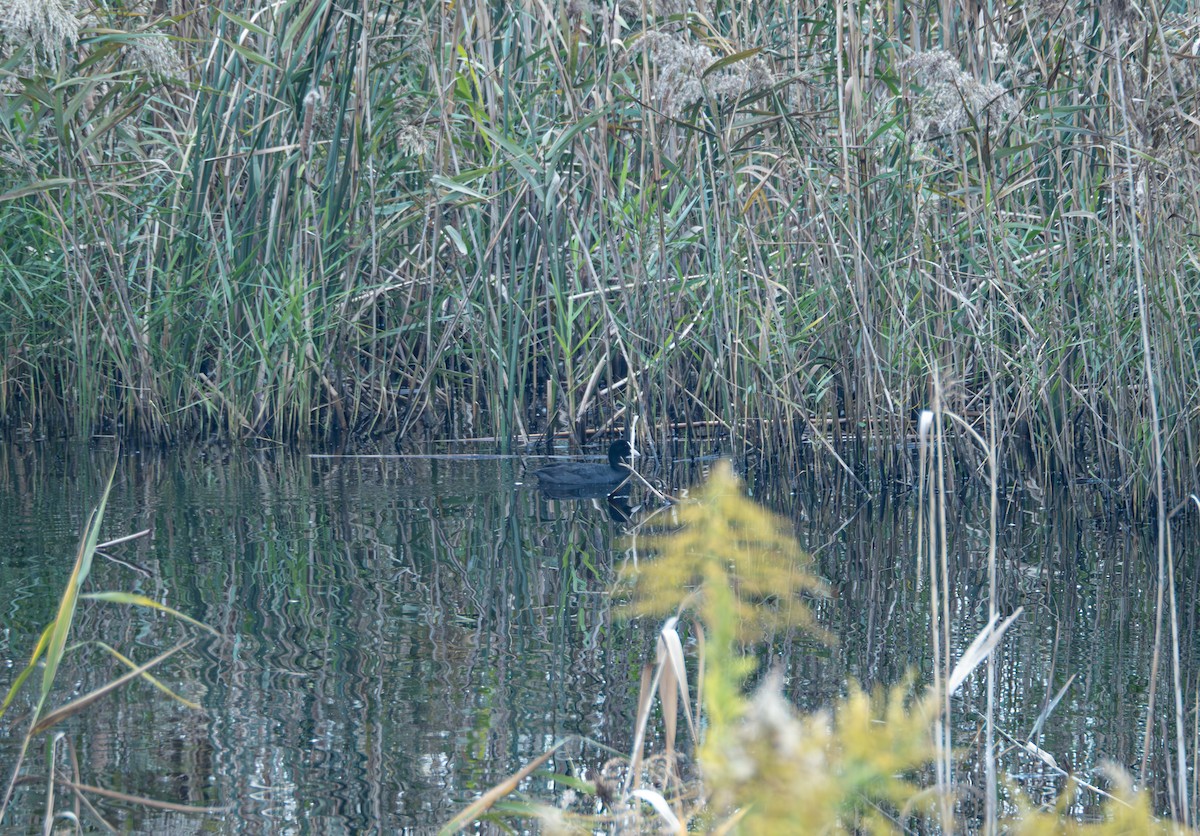 Blässhuhn - ML645832670