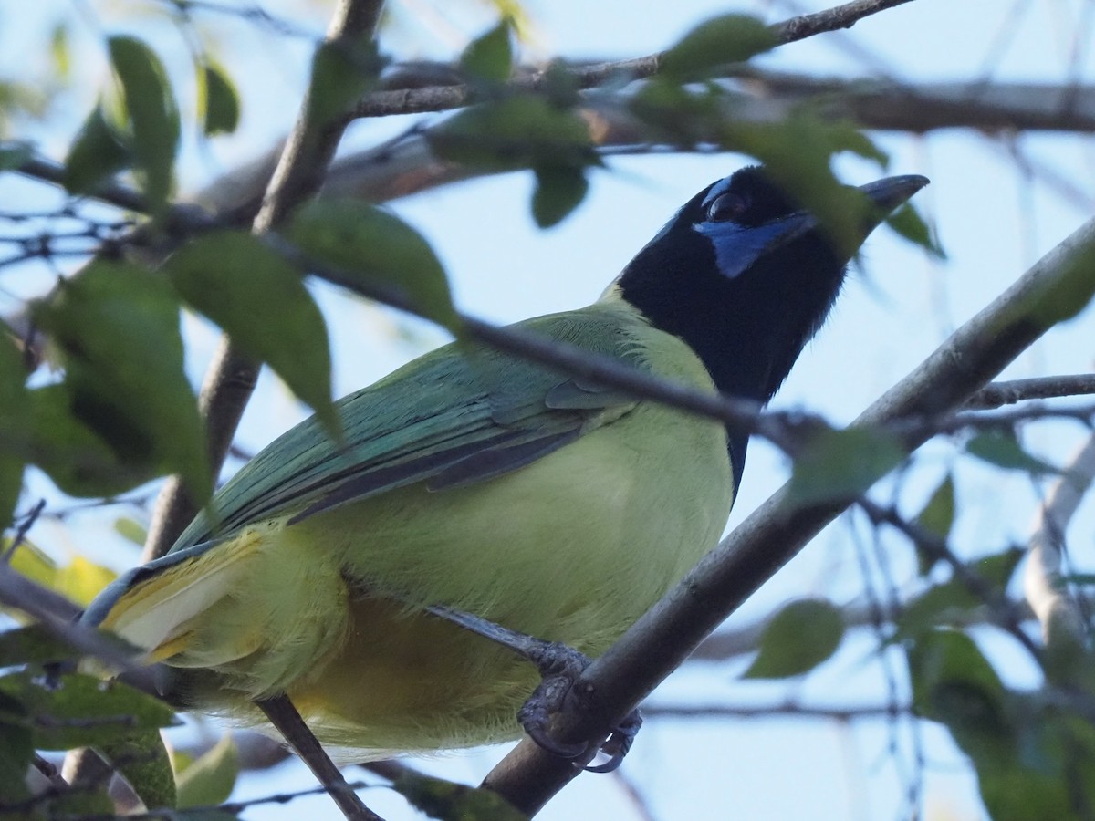 Пая зелена - ML645832671