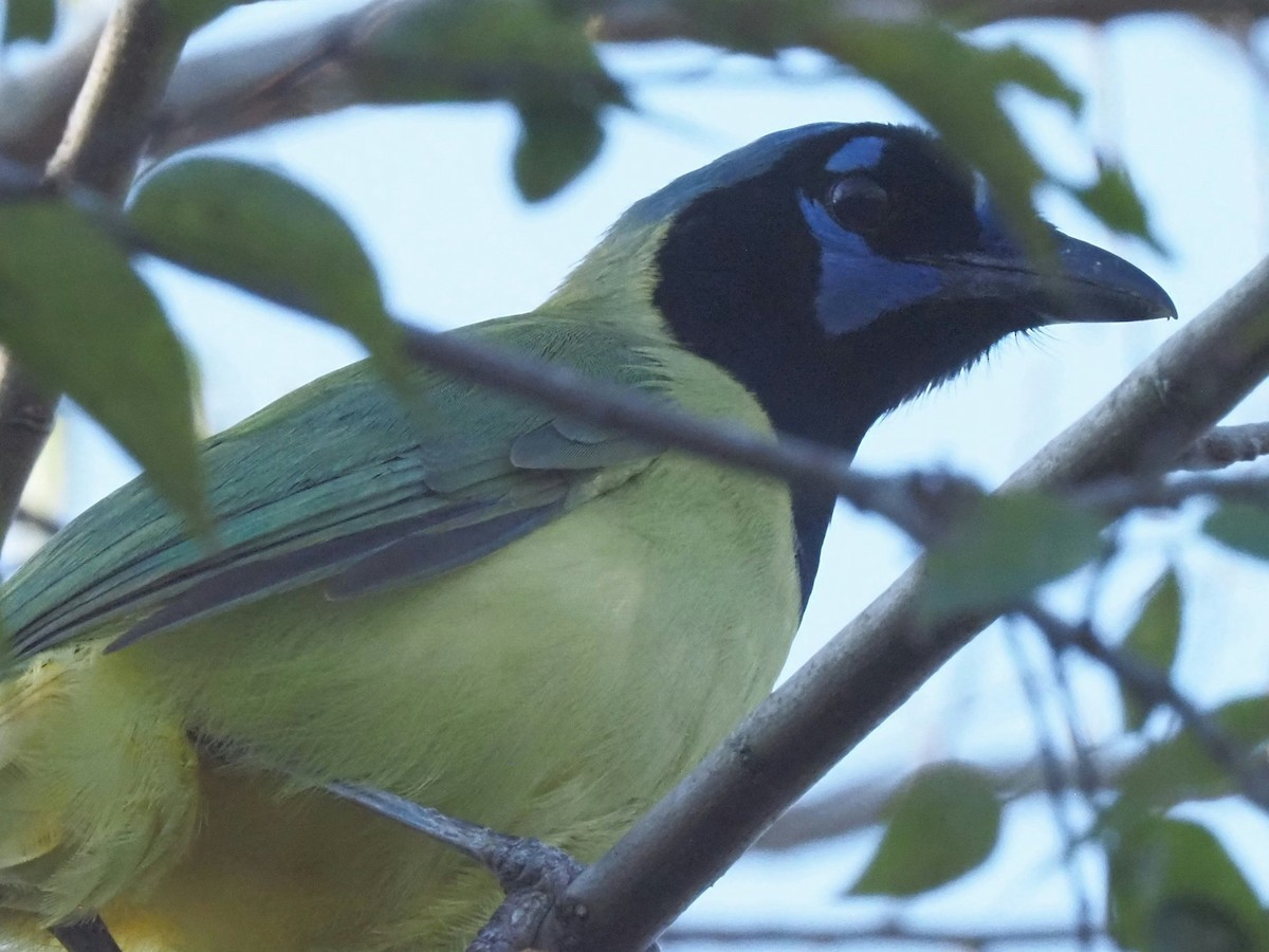 sojka zelenavá - ML645832672