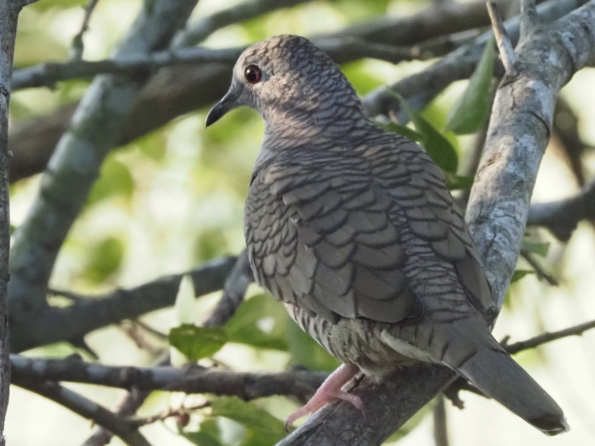 Горличка-інка мексиканська - ML645832677