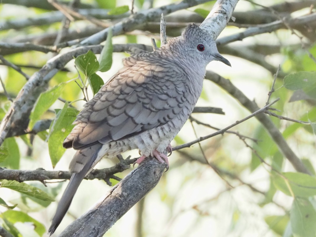 Горличка-інка мексиканська - ML645832678