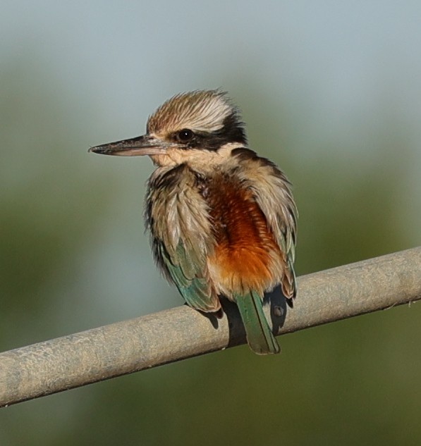 Kırmızı Belli Yalıçapkını - ML645832679