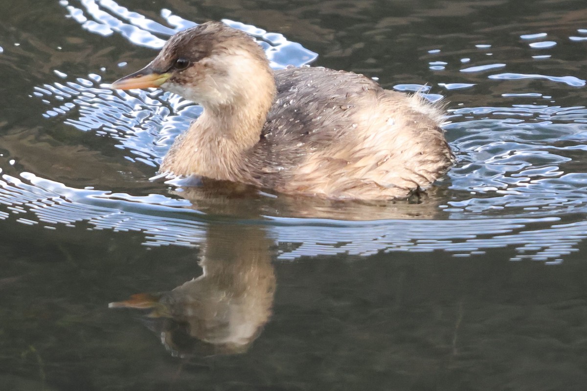 Пірникоза мала - ML645832681