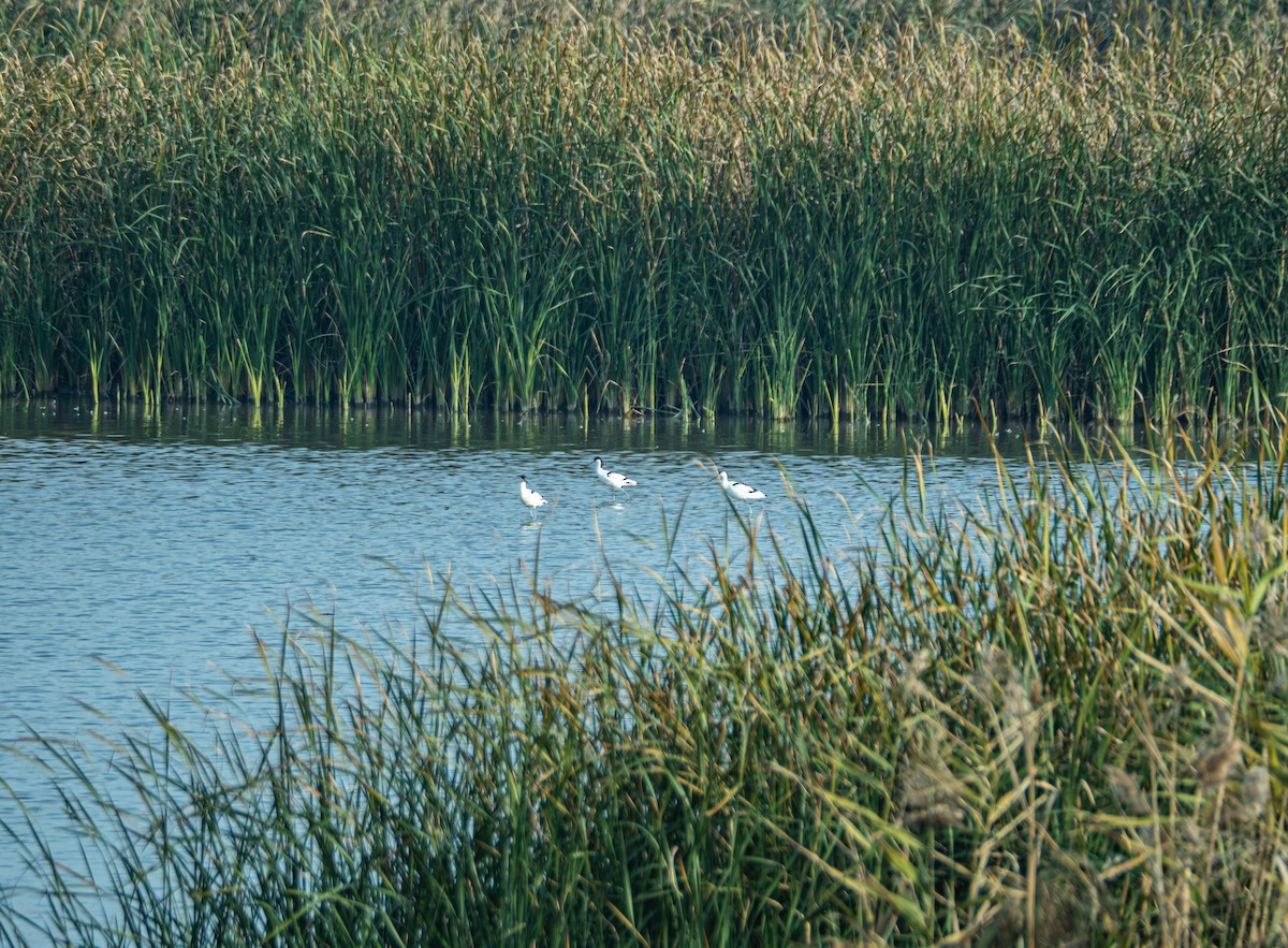 Säbelschnäbler - ML645832682