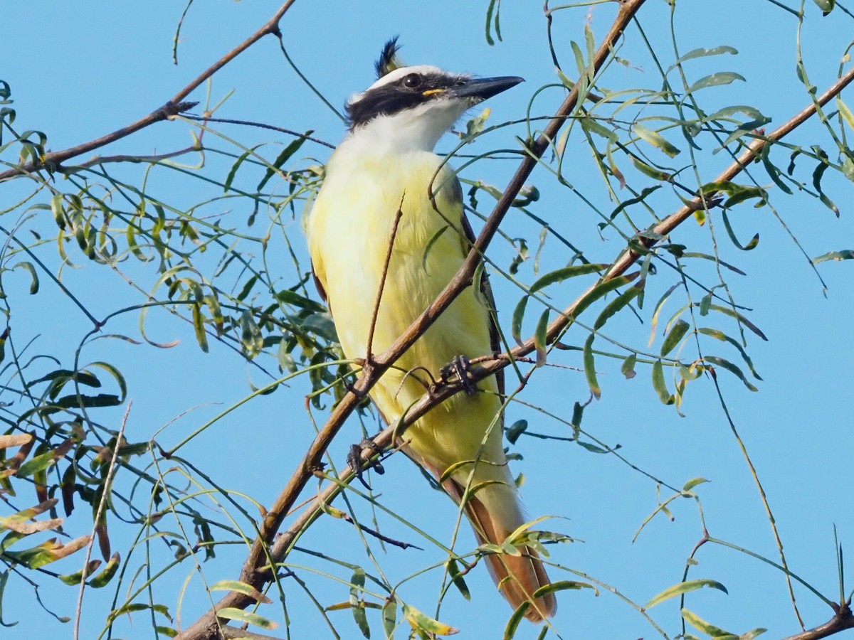 Пітанга велика - ML645832683