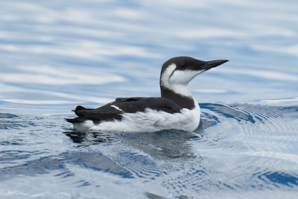 Кайра тонкодзьоба - ML645832684