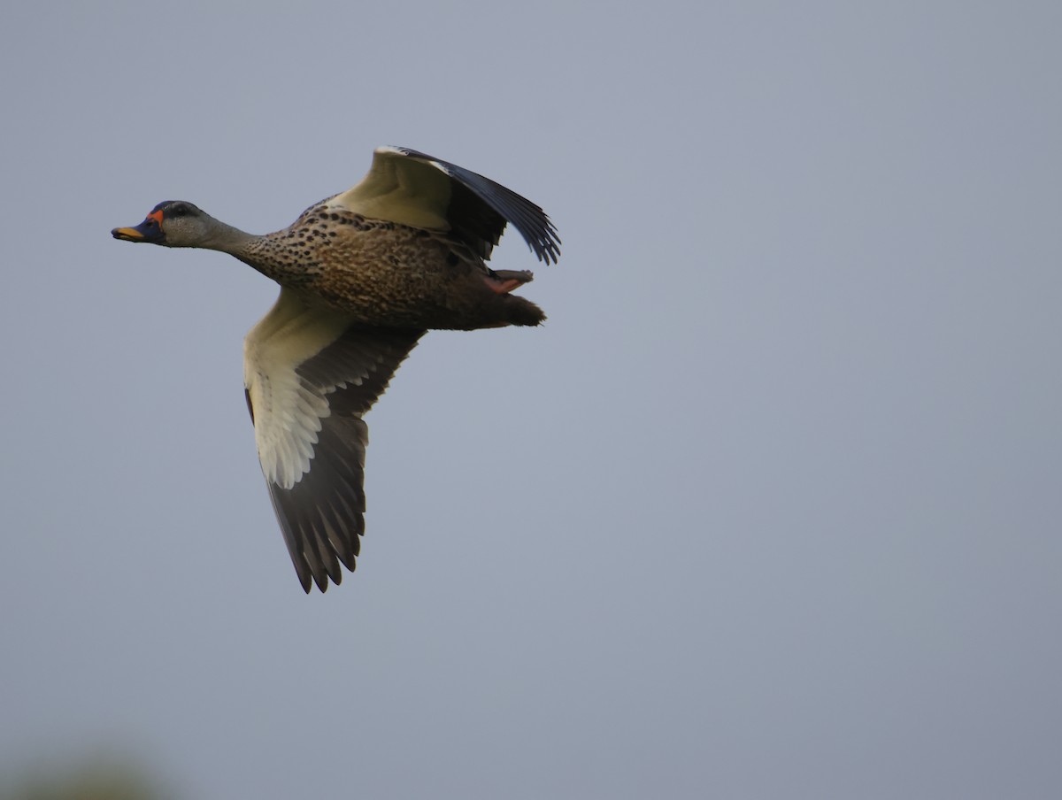 Крижень чорний - ML645832685