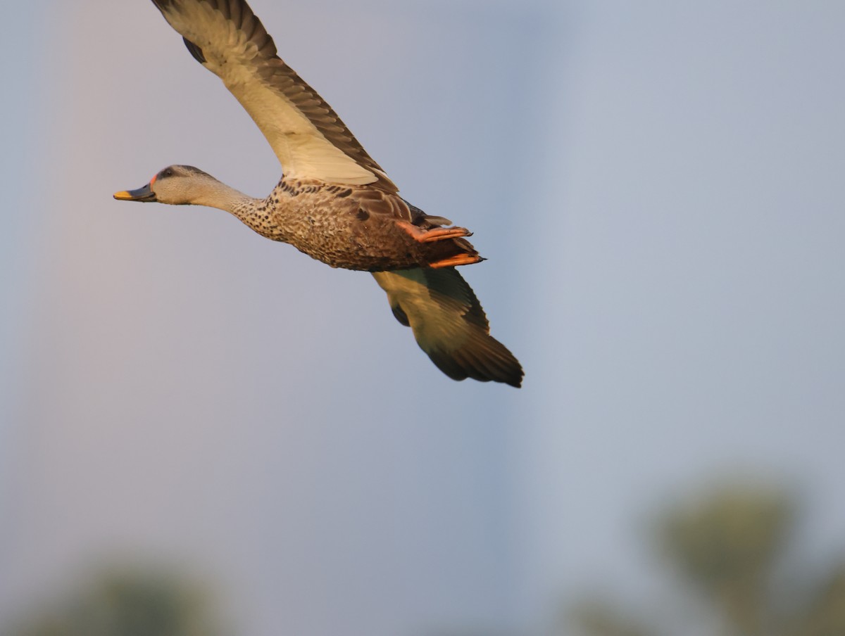 Крижень чорний - ML645832686