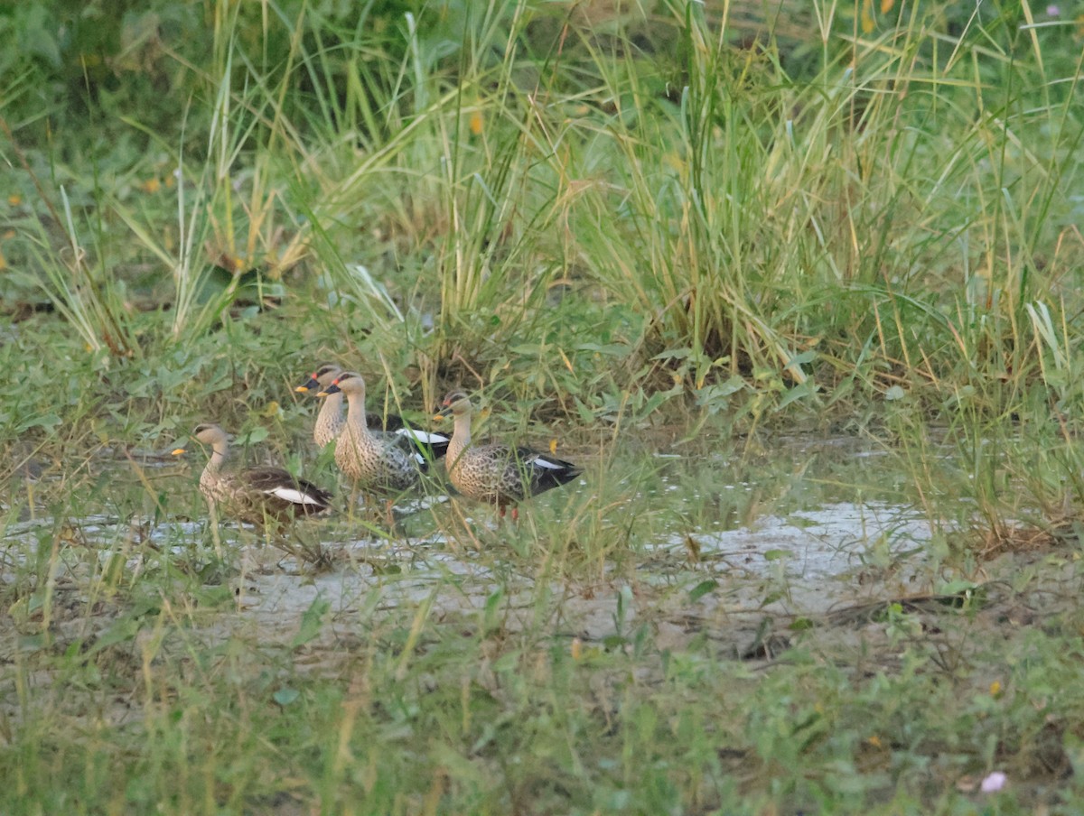 Крижень чорний - ML645832687