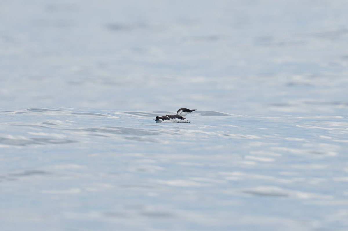 Кайра тонкодзьоба - ML645832690